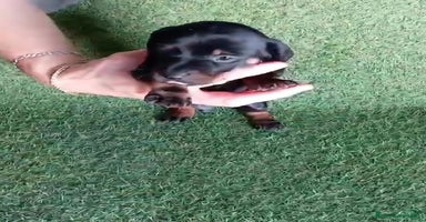 Teckel perros - Anuncio 2