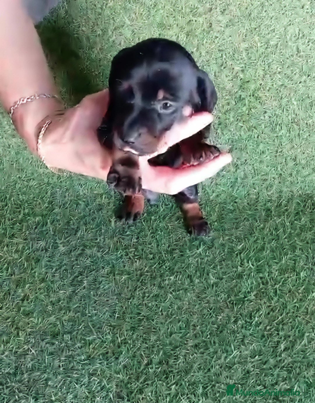 Teckel perros en venta: 🌟Tekel Arlequín y Negros fuego🌟 - Imagen 3