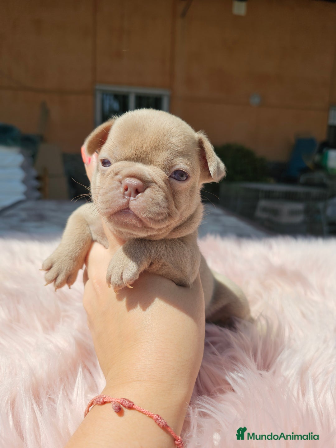 Bulldog Francés perros en venta: Bulldog francés isabella  - Imagen 2