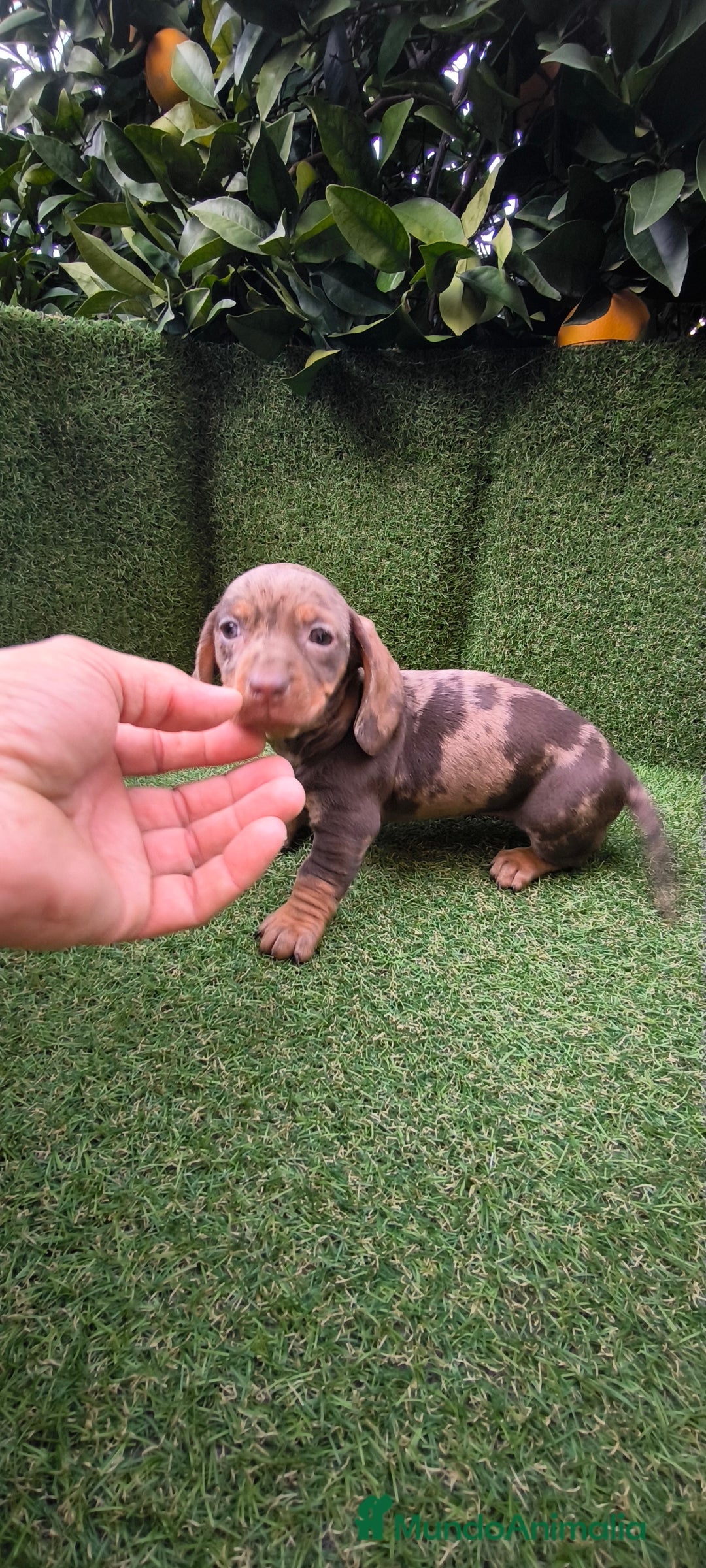 Teckel Miniatura perros en venta: camada teckel arlequín y todos los colores  - Anuncio 11