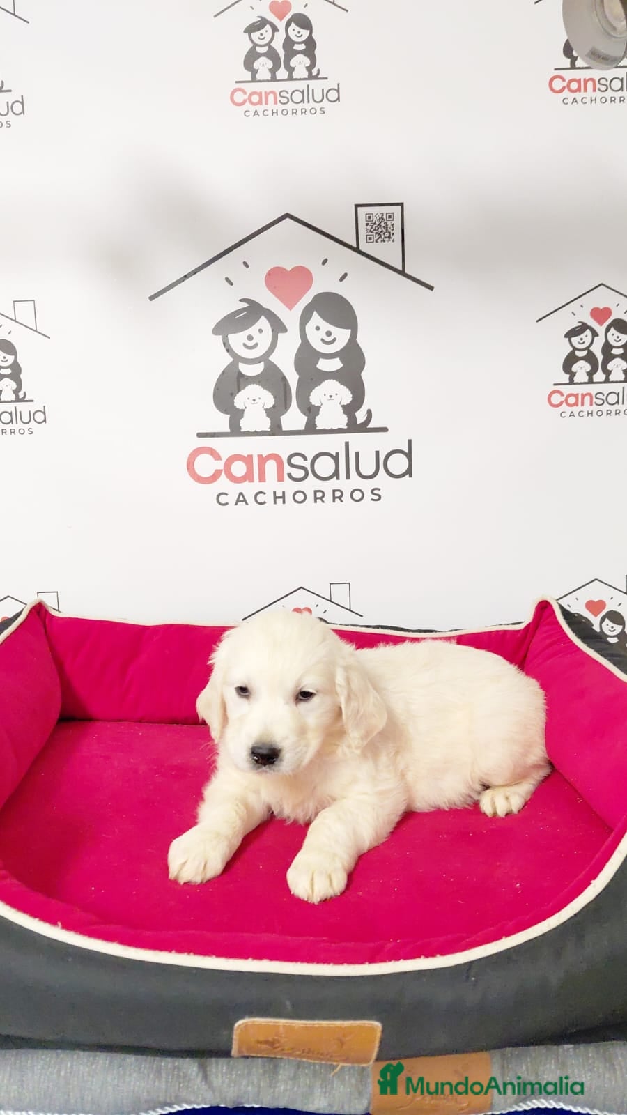 Golden Retriever perros Golden retriever  - Anuncio 1