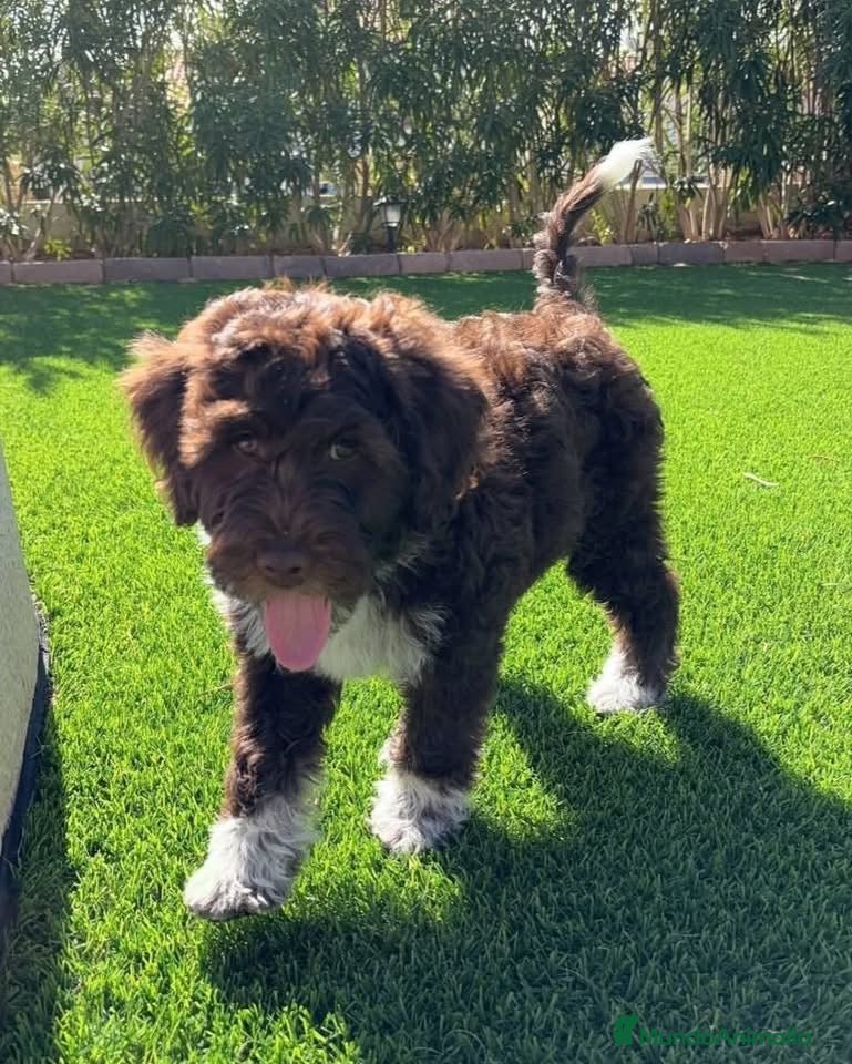 Perro de Agua Español perros en venta: PERRO DE AGUA PUPPY  - Anuncio 6