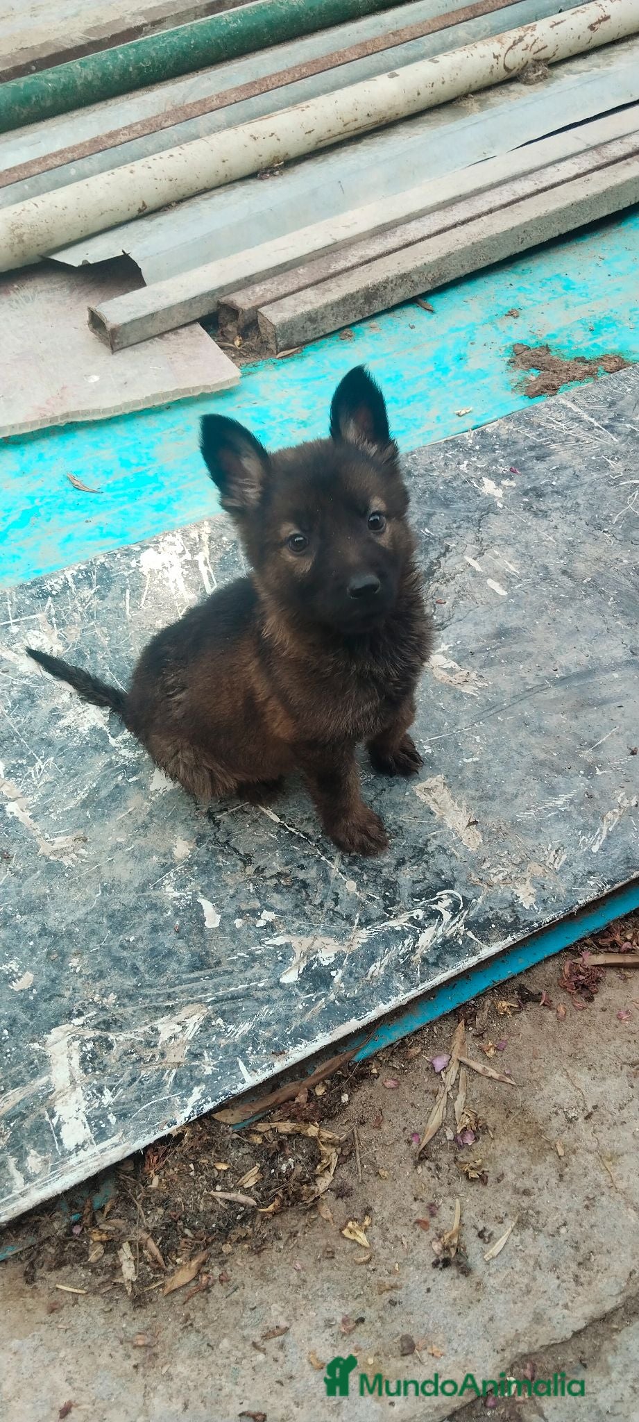Pastor Alemán perros Disponibles Pastores Alemanes línea de trabajo  - Anuncio 5