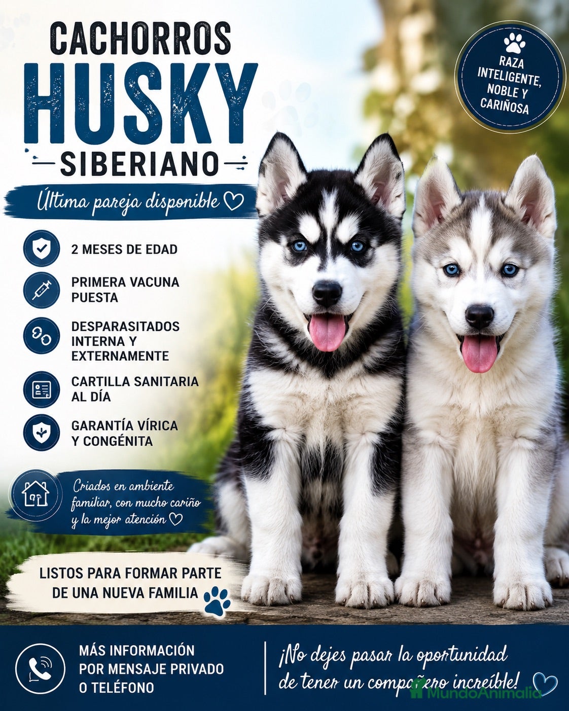 Husky Siberiano perros CAMADA HUSKY SIBERIANO  - Anuncio 1