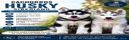 Husky Siberiano perros en venta: CAMADA HUSKY SIBERIANO  - Anuncio 1