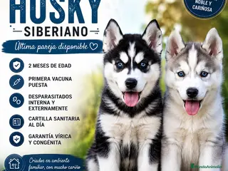 Husky Siberiano perros CAMADA HUSKY SIBERIANO - Anuncio 1