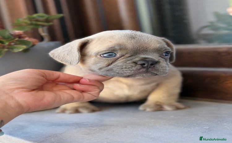 Bulldog Francés perros - Anuncio 2