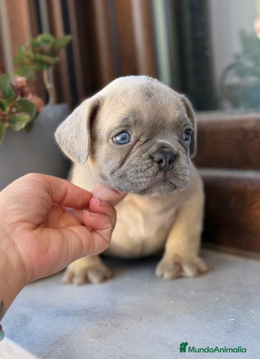 Bulldog Francés perros en venta: Bulldog francés exóticos  - Imagen 1