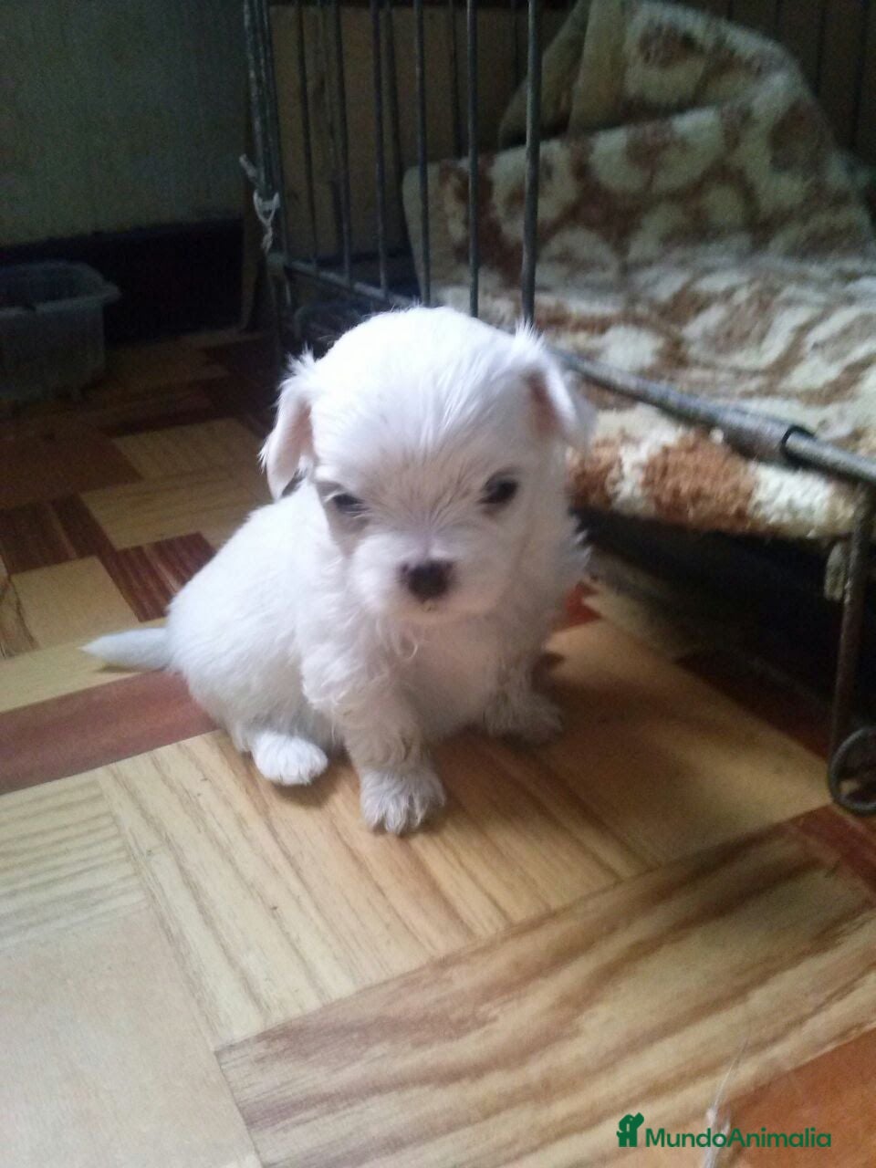Bichón Maltés perros Bichón maltés mini en Curtis La Coruña  - Anuncio 1