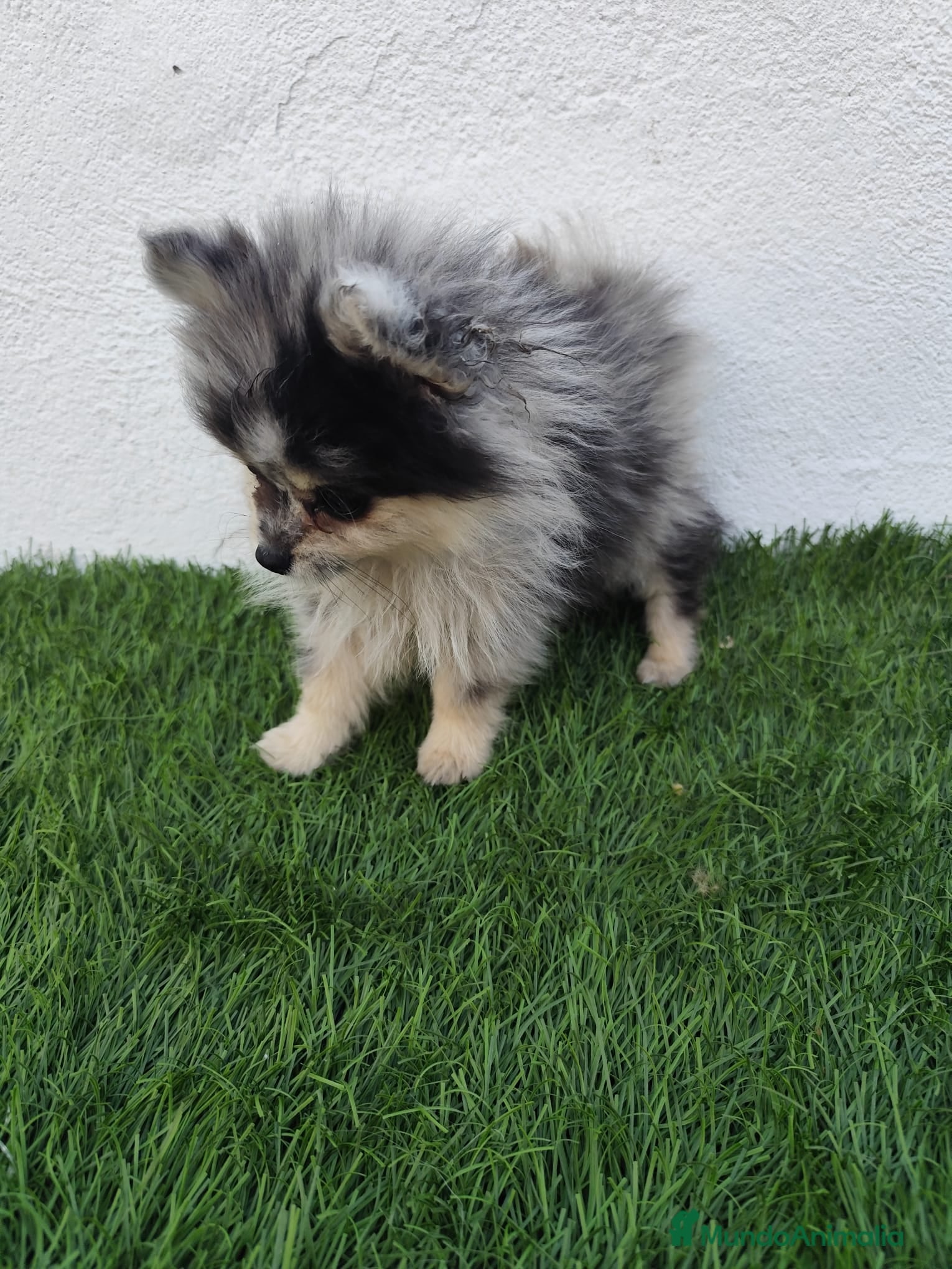 Pomerania perros en venta: Pomerania toy  - Anuncio 7