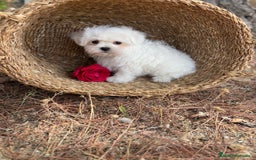 Bichón Maltés perros en venta: Bichon Maltés Toy macho y hembra  - Imagen 8