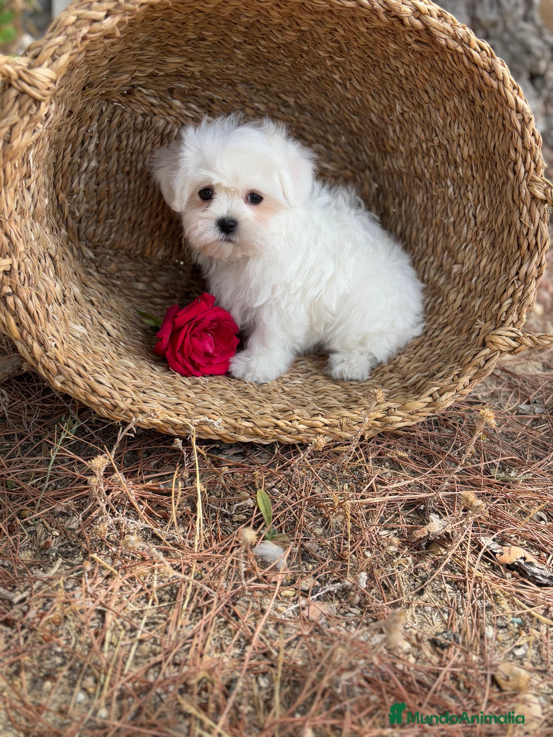 Bichón Maltés perros en venta: Bichon Maltés Toy macho y hembra  - Imagen 8