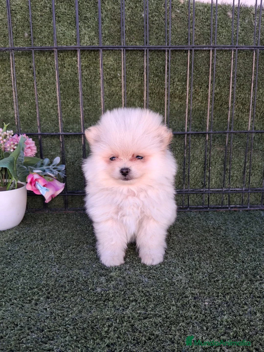 Pomerania perros en venta: POMERANIA MINI - Anuncio 1