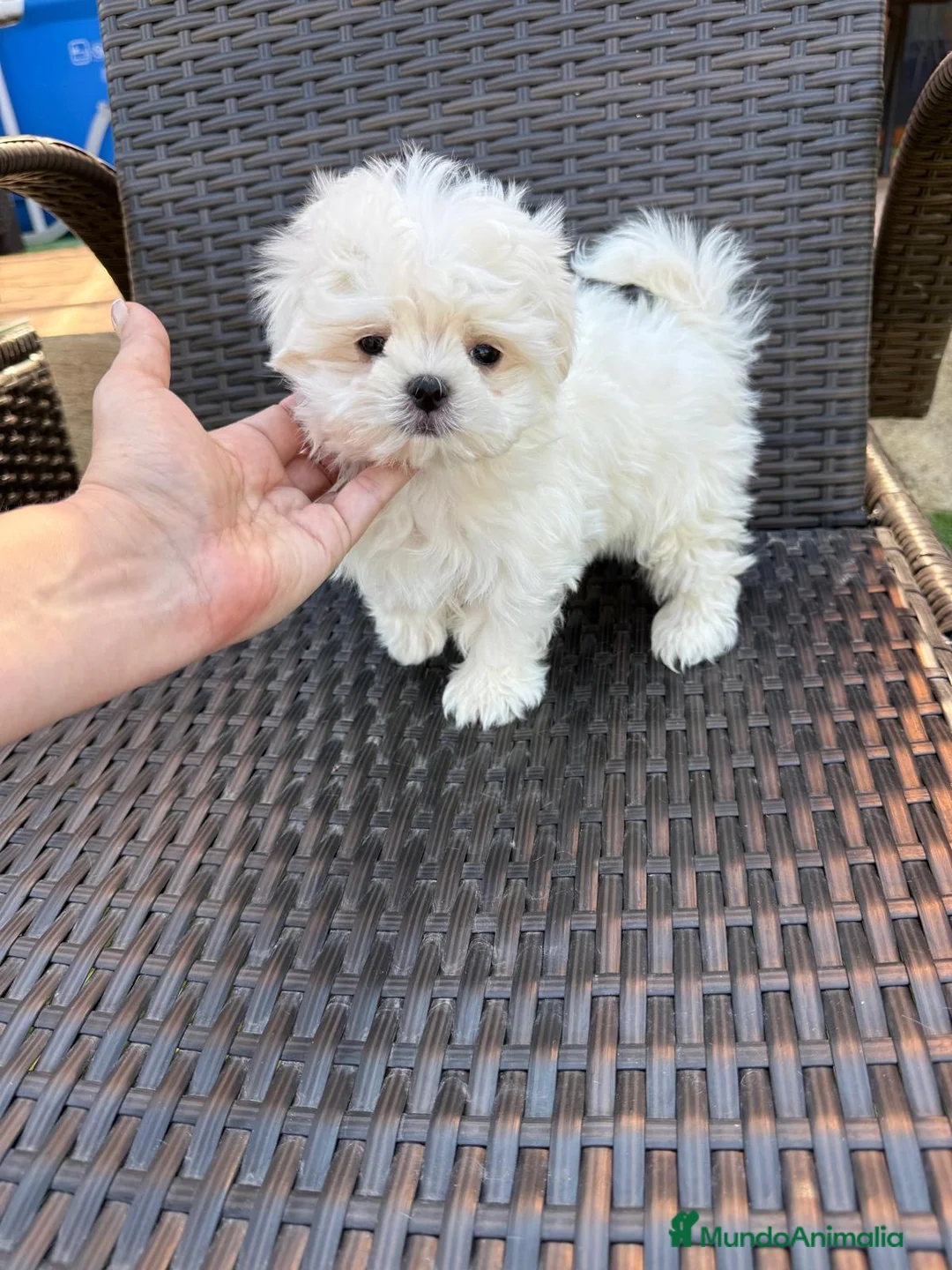 Bichón Maltés perros en venta: Bichon Maltés Mini listo para entregar !! - Anuncio 8