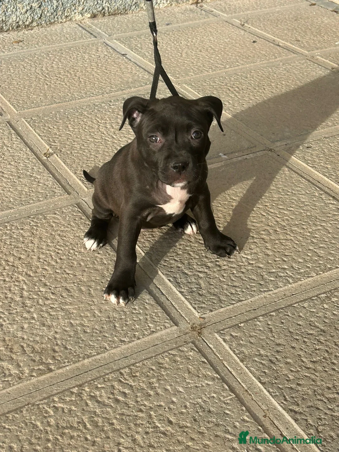 American Pit Bull Terrier perros en venta: Pitbull  - Anuncio 7