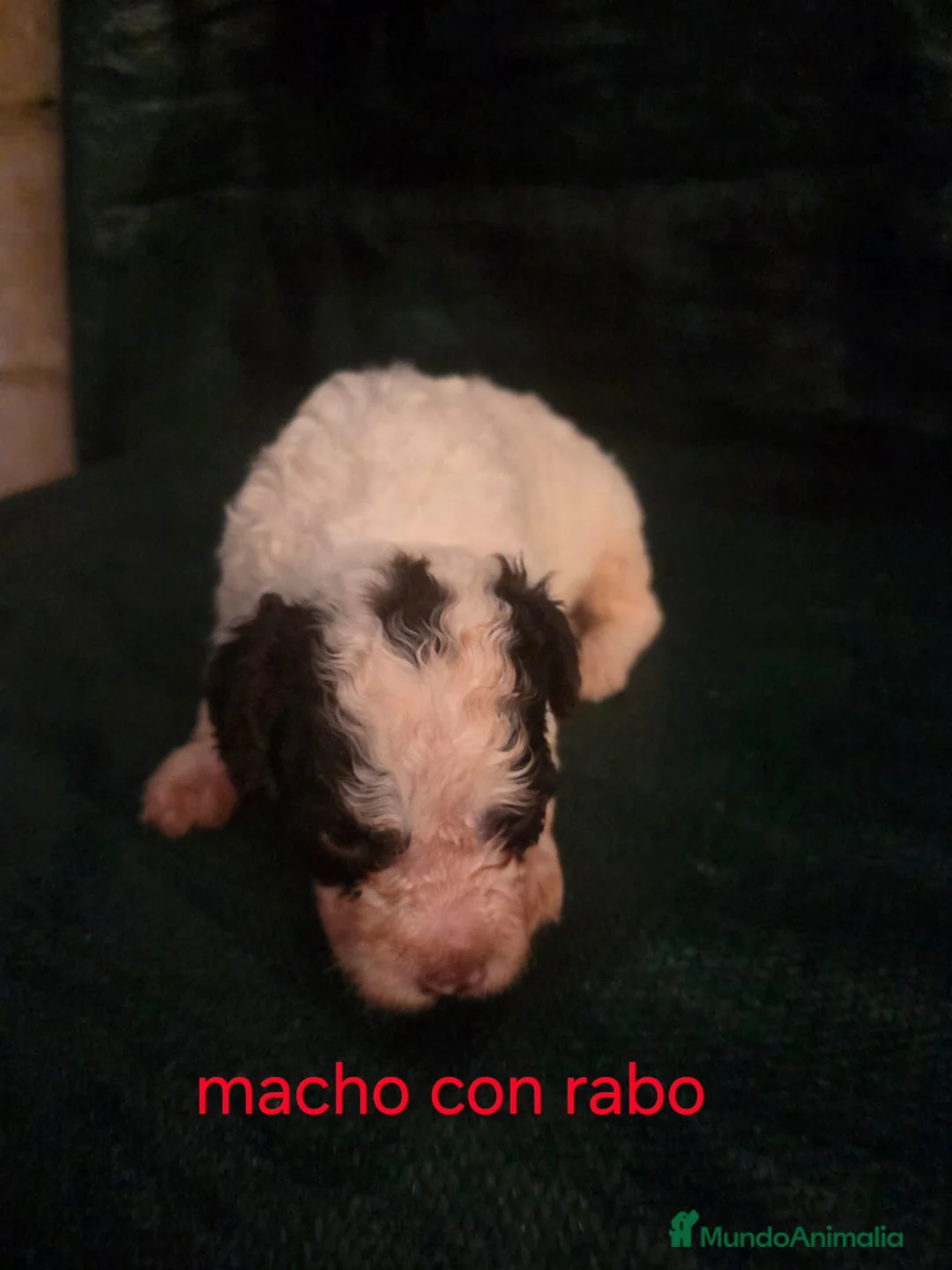 Perro de Agua Español perros en venta: Espectacular perro de agua en Madrid - Anuncio 1