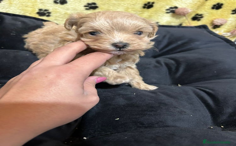 Maltipoo perros EJEMPLARES DE MALTIPOO  - Anuncio 1