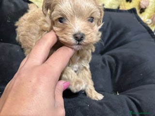 Maltipoo perros EJEMPLARES DE MALTIPOO - Anuncio 1