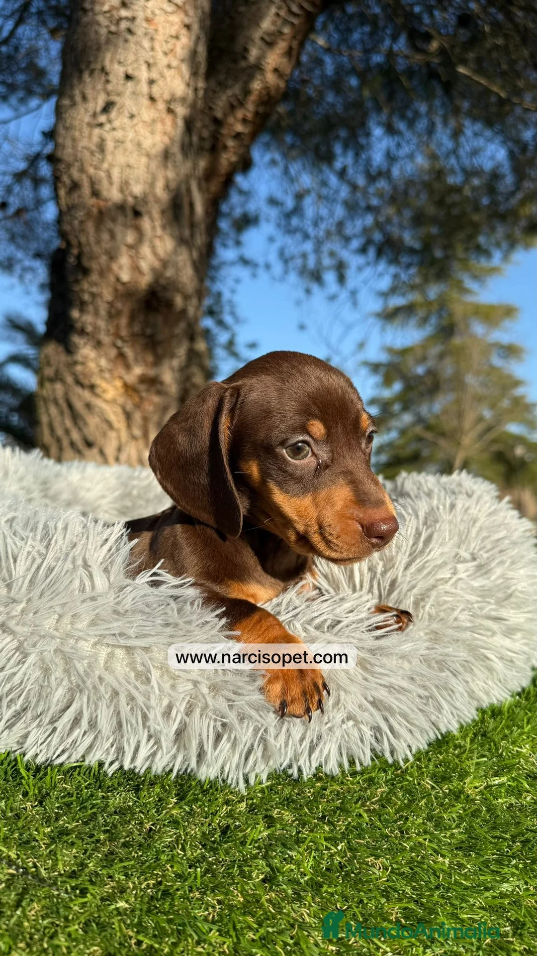 Teckel Miniatura perros en venta: TECKEL MINI CHOCOLATE - Anuncio 5