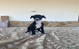 Galgo Español perros en venta: Galgo español machos - Imagen 6