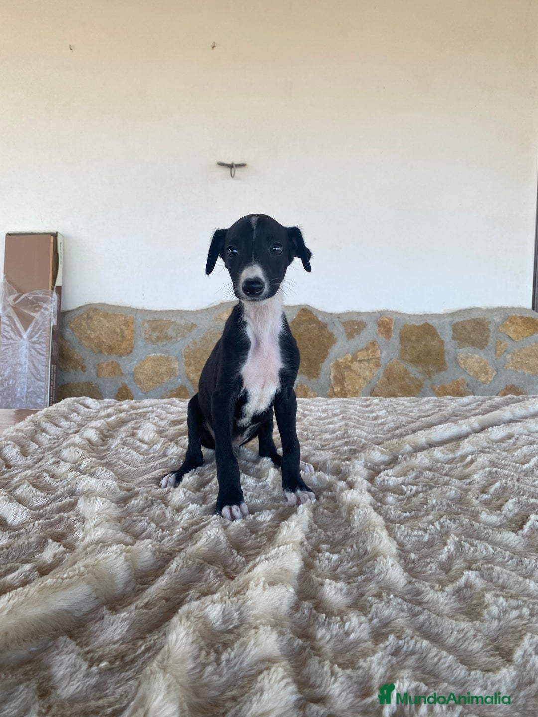Galgo Español perros en venta: Galgo español machos - Imagen 6