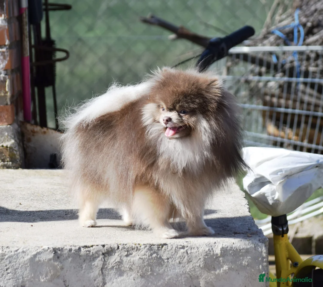 Pomerania perros para monta: Pomerania lilac montas  - Anuncio 2