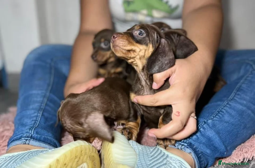 Teckel Miniatura perros en venta: Teckel listos para entregar  en Ciudad Real - Anuncio 2