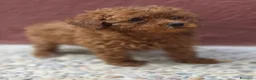 Caniche Toy perros en venta: Caniche Toy Macho rojo - Anuncio 3