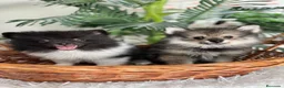 Pomerania perros en venta: POMERANIA  - Anuncio 2