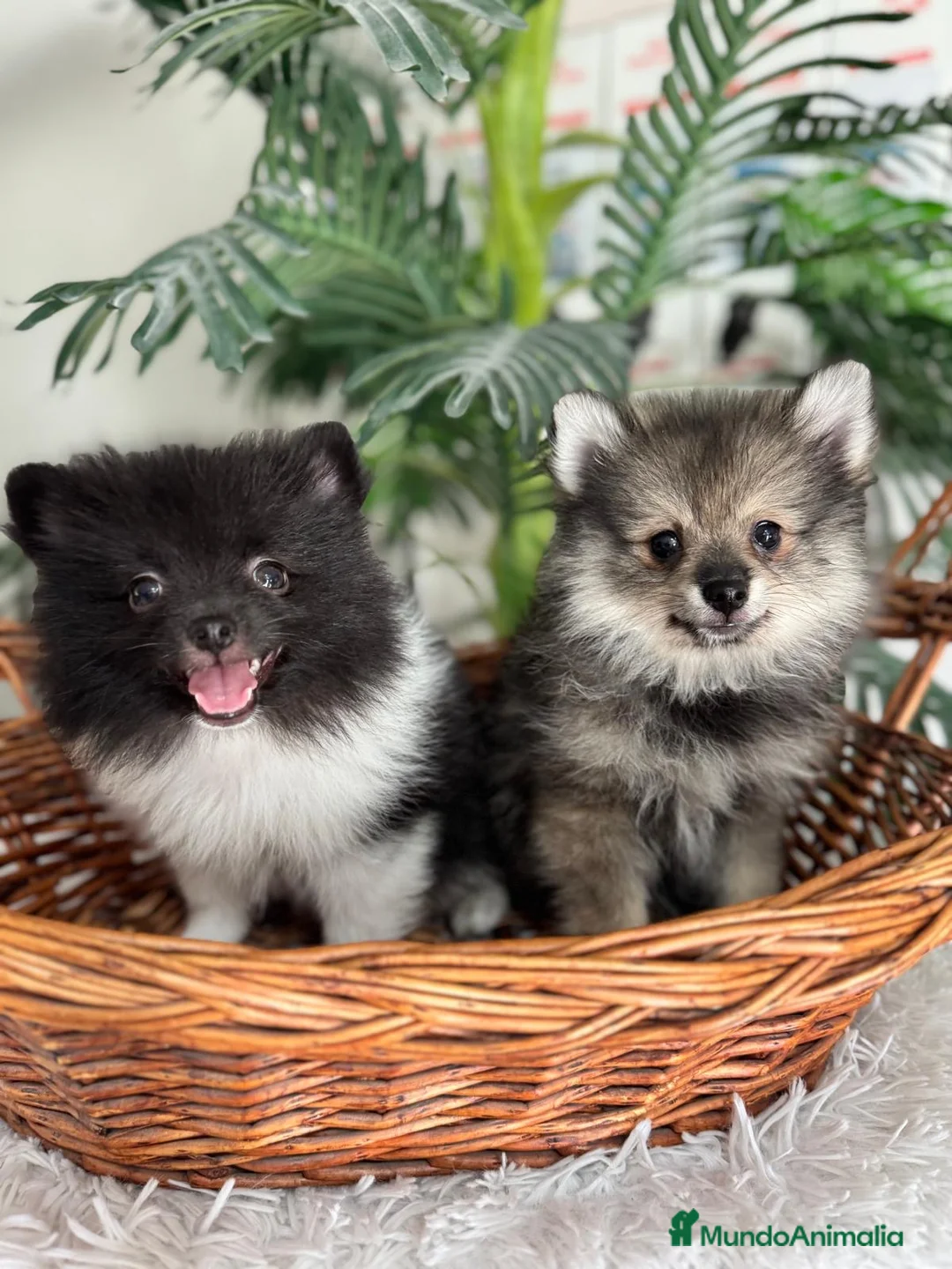 Pomerania perros en venta: POMERANIA  - Anuncio 2