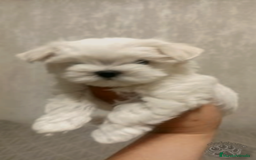 Bichón Maltés perros en venta: Bichón maltés coreano líneas asiáticas  - Imagen 2