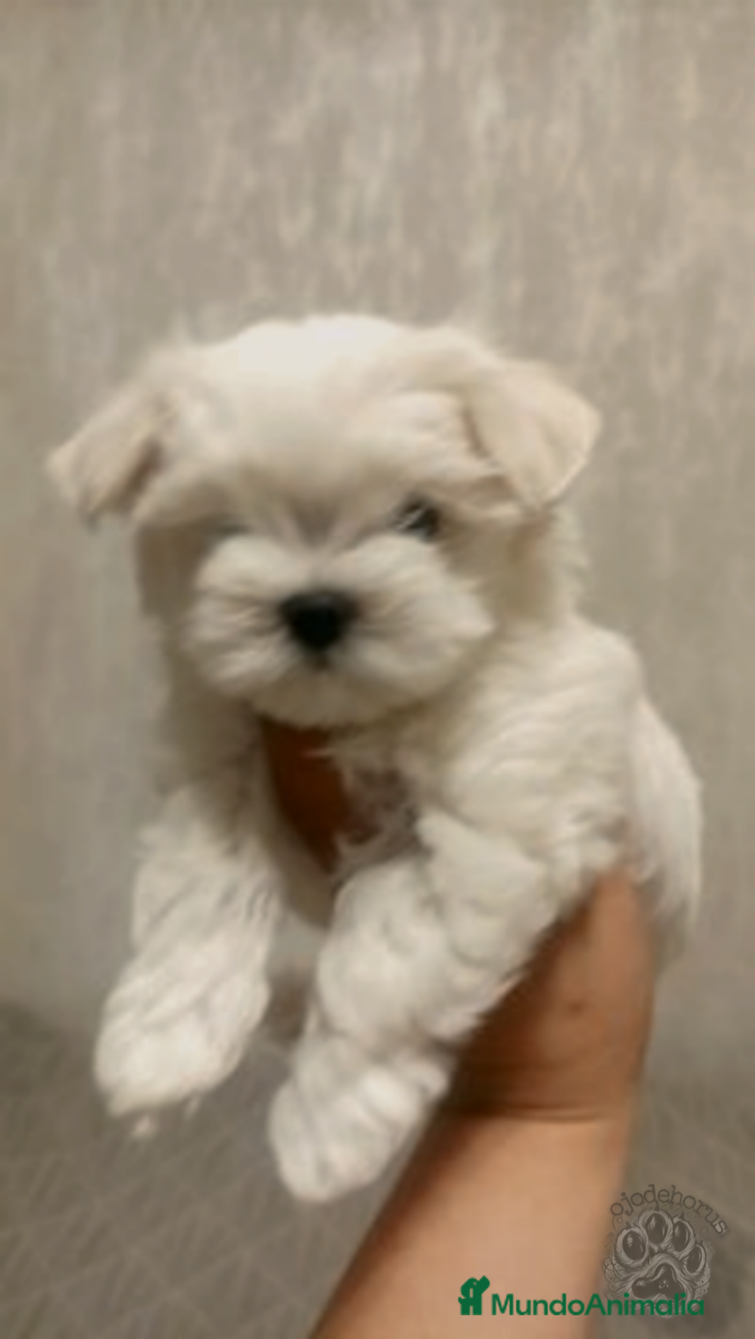Bichón Maltés perros en venta: Bichón maltés coreano líneas asiáticas  - Imagen 2