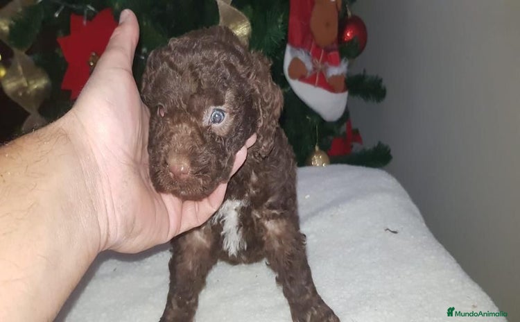 Perro de Agua Español perros PRECIOSOS CACHORROS PERRO DE AGUA - Anuncio 3