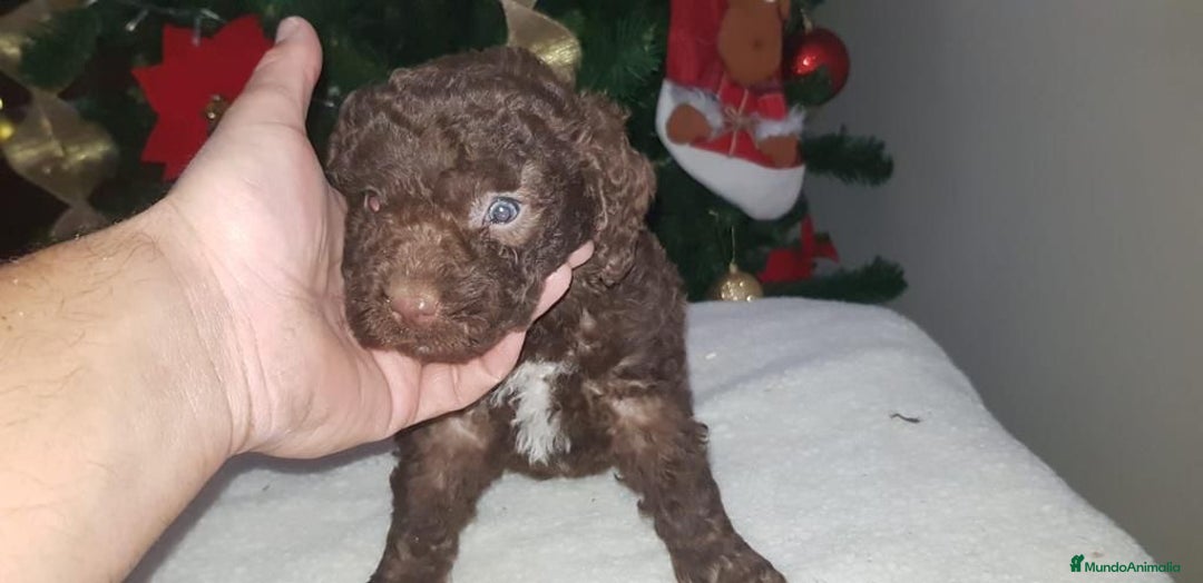 Perro de Agua Español perros en venta: PRECIOSOS CACHORROS PERRO DE AGUA - Anuncio 1