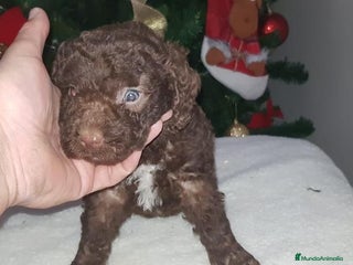 Perro de Agua Español perros PRECIOSOS CACHORROS PERRO DE AGUA - Anuncio 3