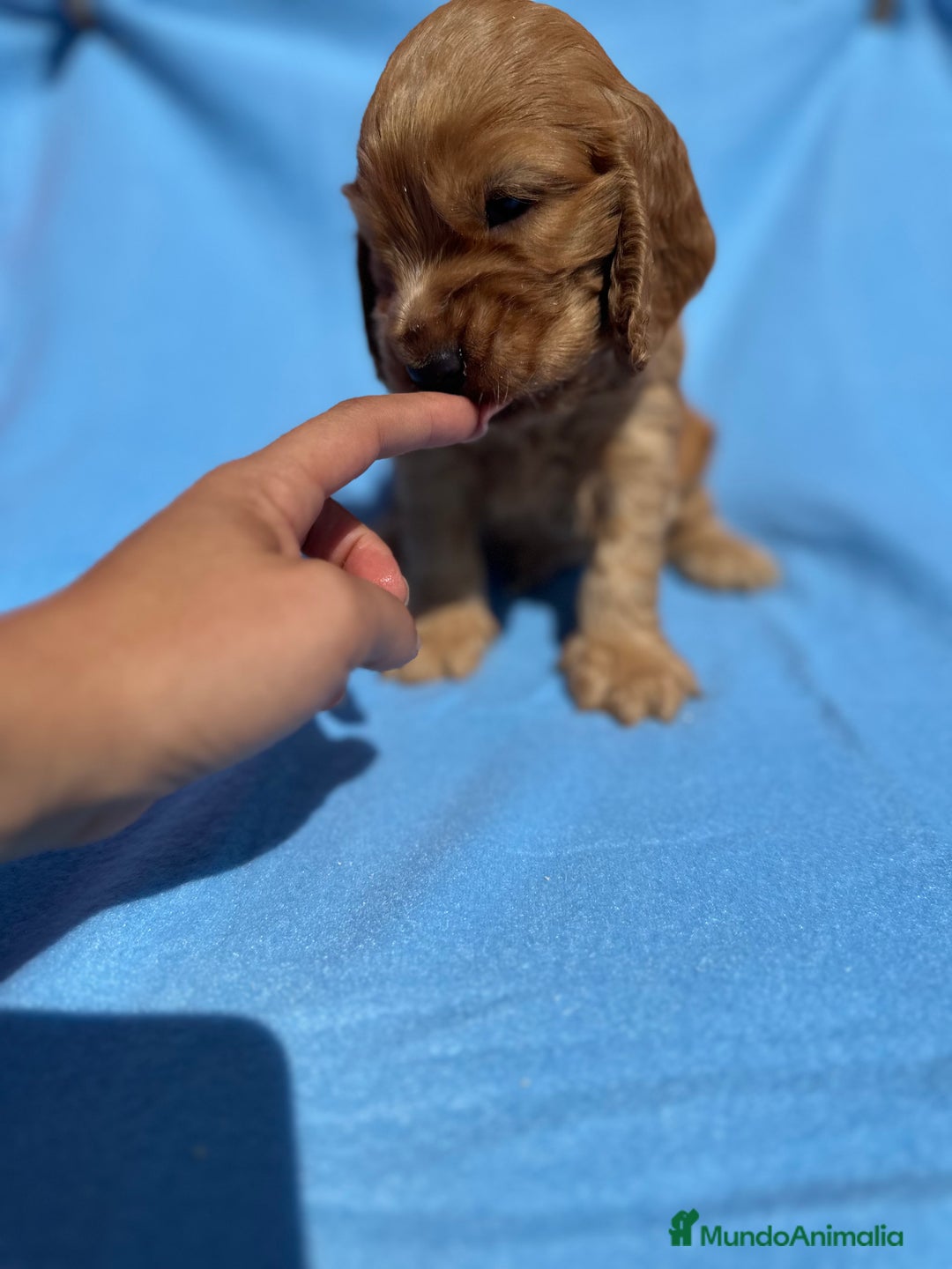 Cocker Spaniel Inglés perros en venta: COCKER SPANIEL DISPONIBLES - Imagen 3