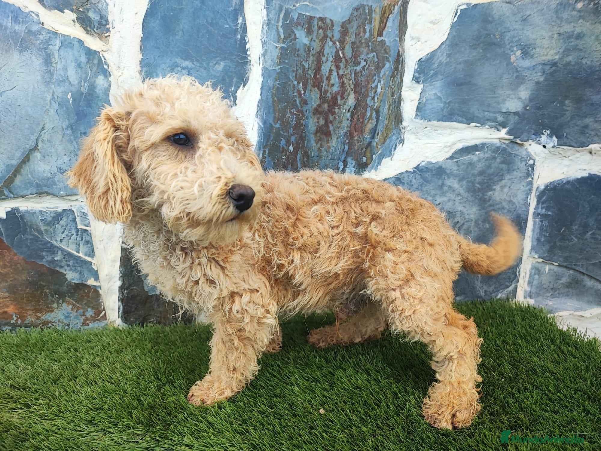 Caniche Enano perros Caniche - Anuncio 37