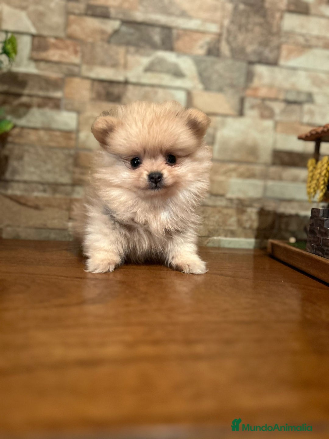 Pomerania perros en venta: CAMADA DE POMERANIA,SE PUEDEN VER,SIN COMPROMISO  - Imagen 2