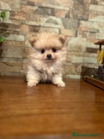 Pomerania perros CAMADA DE POMERANIA,SE PUEDEN VER,SIN COMPROMISO - Anuncio 3