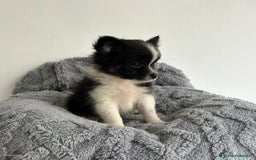 Pomchi perros en venta: Pomchi - Imagen 4