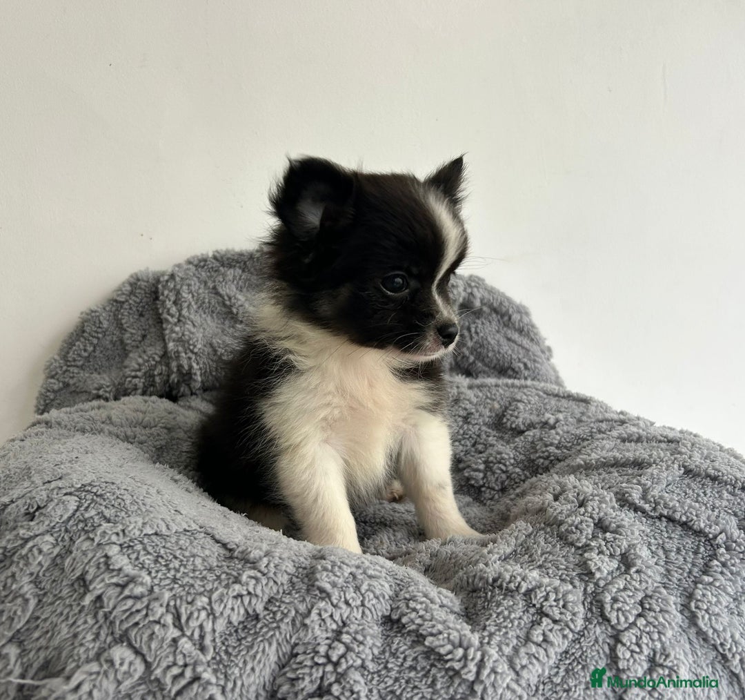 Pomchi perros en venta: Pomchi - Imagen 4