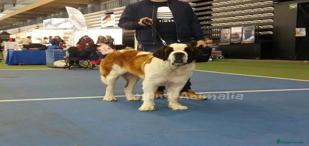 Imagen de galería {{count}}