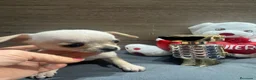Chihuahua perros en venta: Chihuahuas minis - Anuncio 2