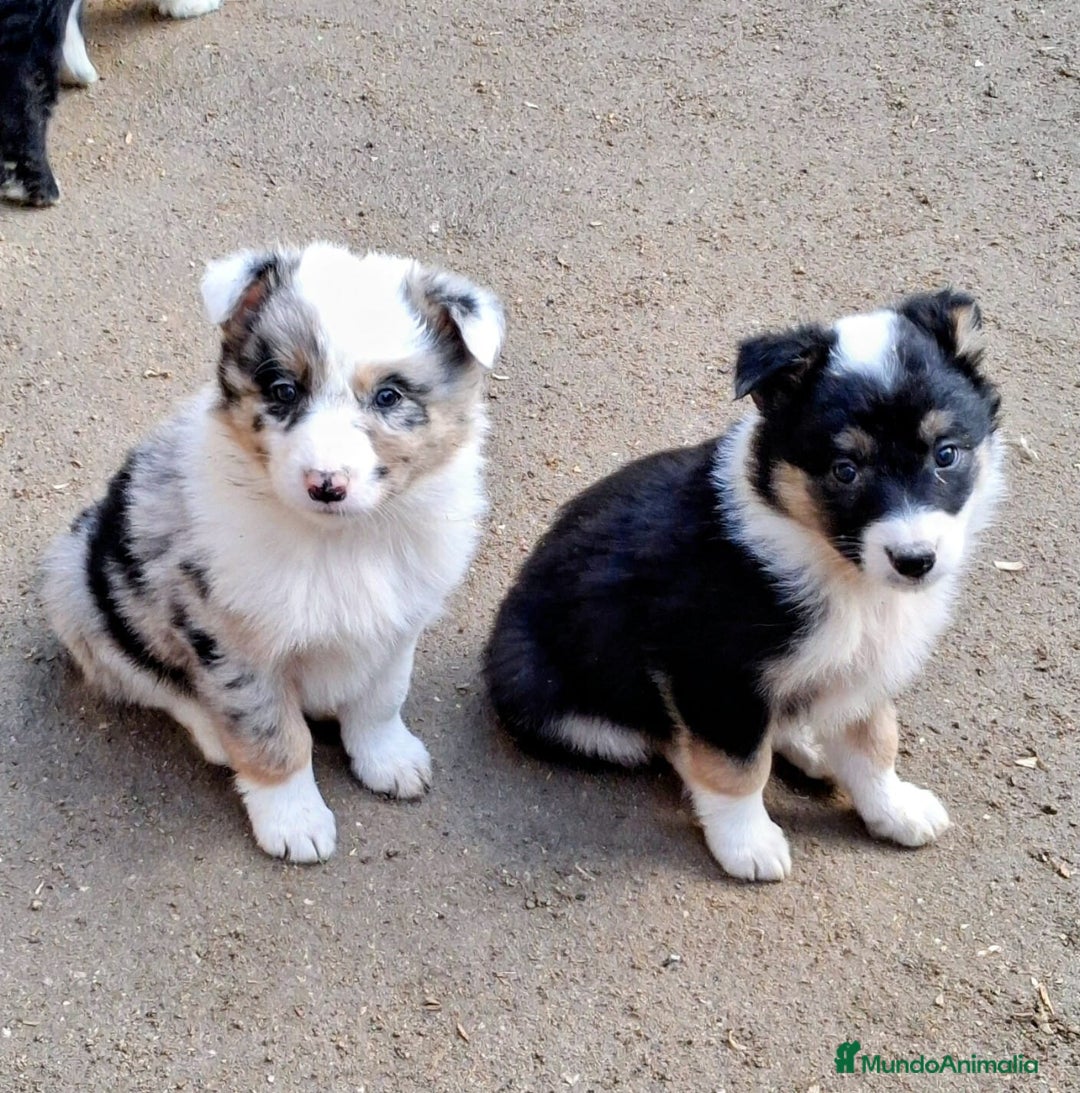 Bearded Collie perros en venta: Boder collie Getafe  - Anuncio 1