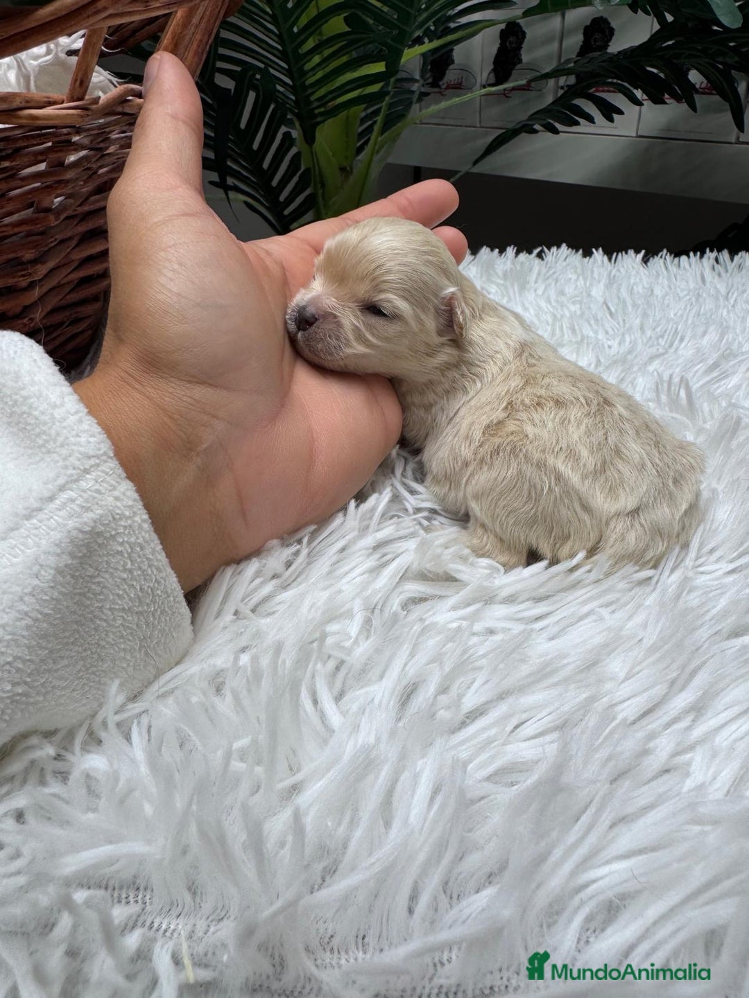 Maltipoo perros en venta: MALTIPOO HEMBRA - Anuncio 7