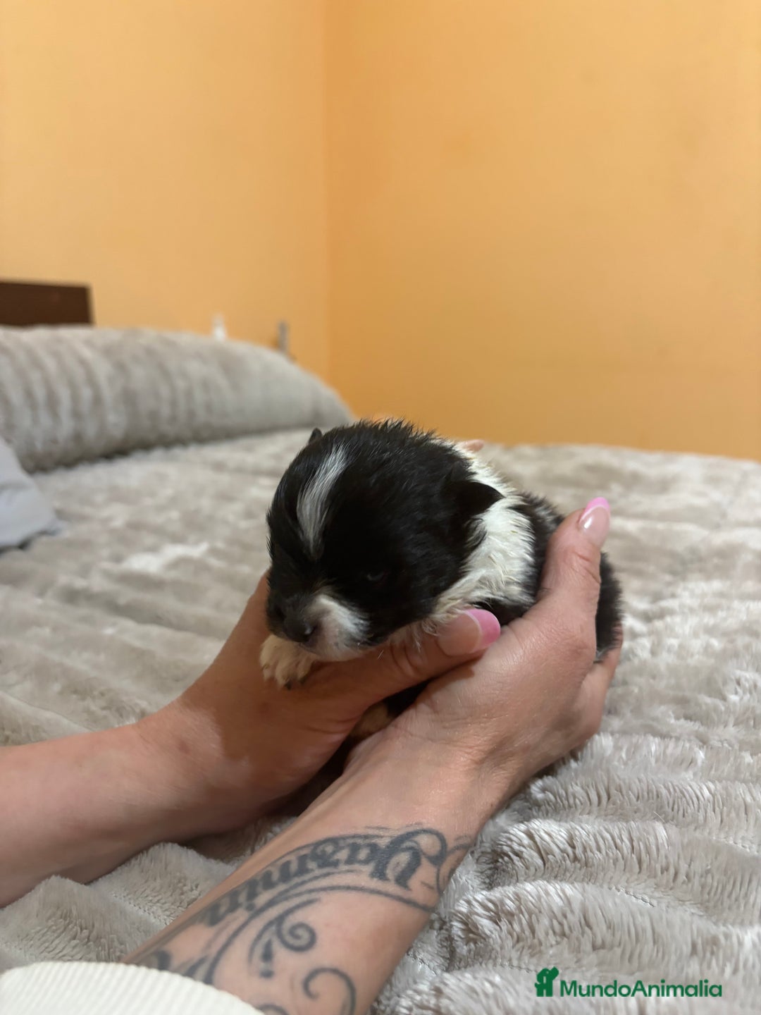 Pomerania perros en venta: Macho Lulu de Pomerania Toy party  - Anuncio 7