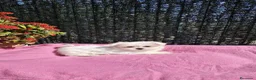 Bichón Maltés perros en venta: Bichón maltés - Anuncio 4