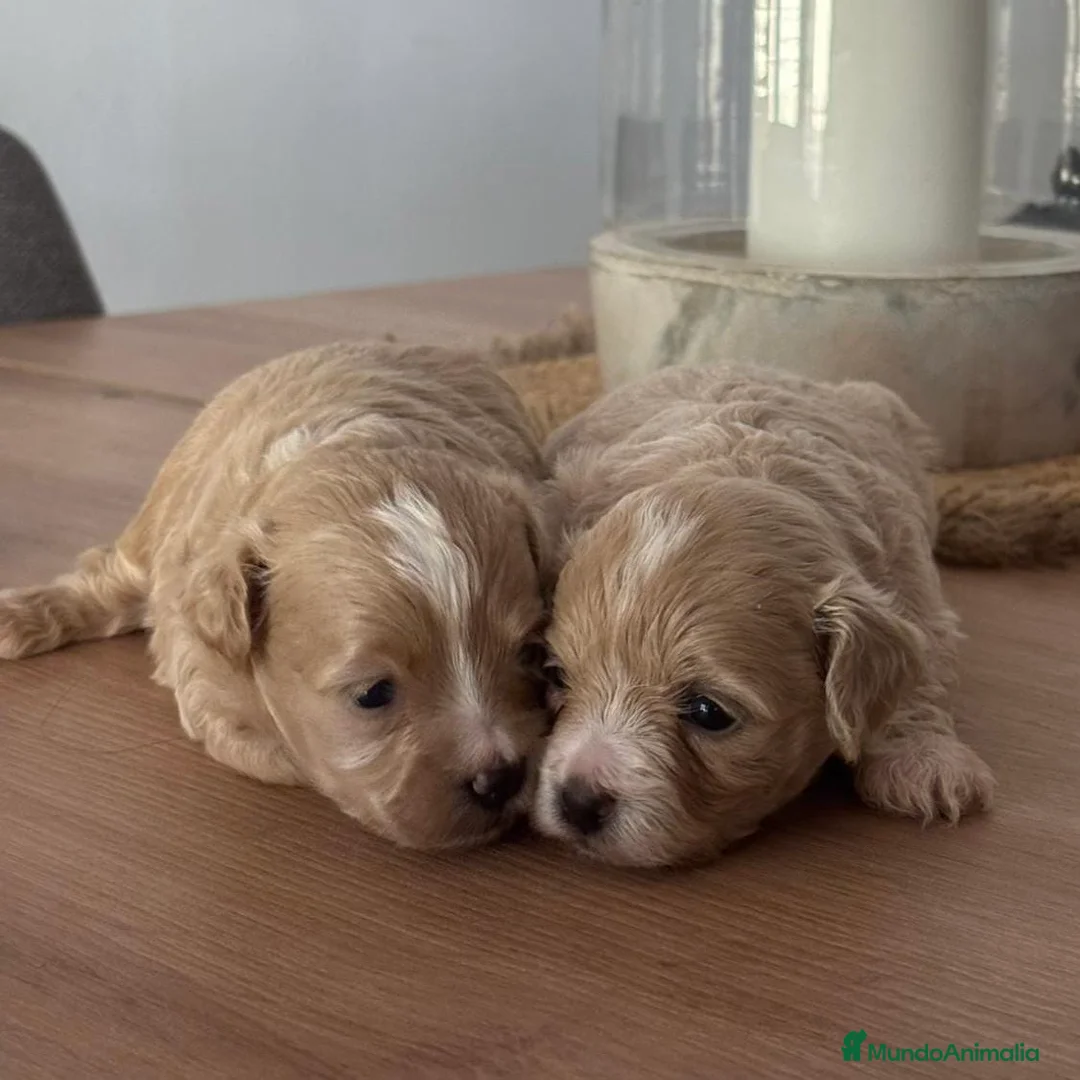 Maltipoo perros en venta: Maltipoo  - Anuncio 1