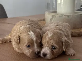 Maltipoo perros Maltipoo - Anuncio 3