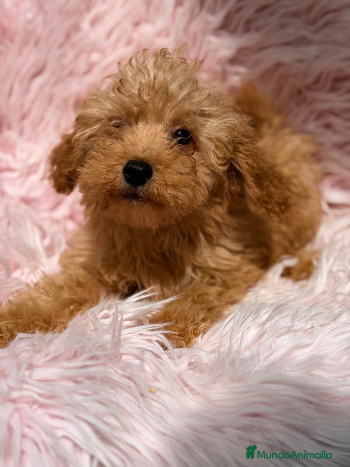 Maltipoo perros Maltipoo🩷🐾 - Anuncio 2